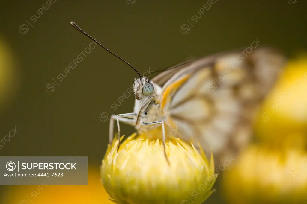 Zebra White Butterfly (Pinacopteryx eriphia eriphia). Karkloof. Howick. KwaZulu Natal Midlands. South Africa