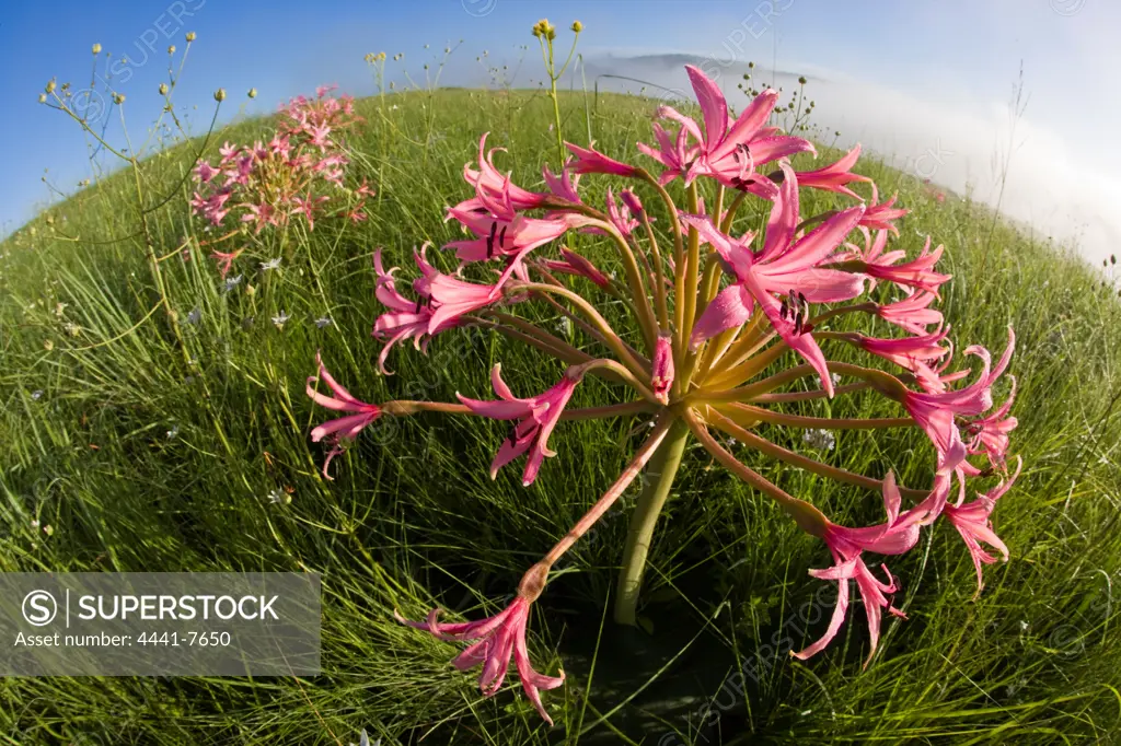 Candelabra Flower (Brunsvigia radulosa). Umgeni Valley Nature Reserve. KwaZulu Natal Midlands. South Africa