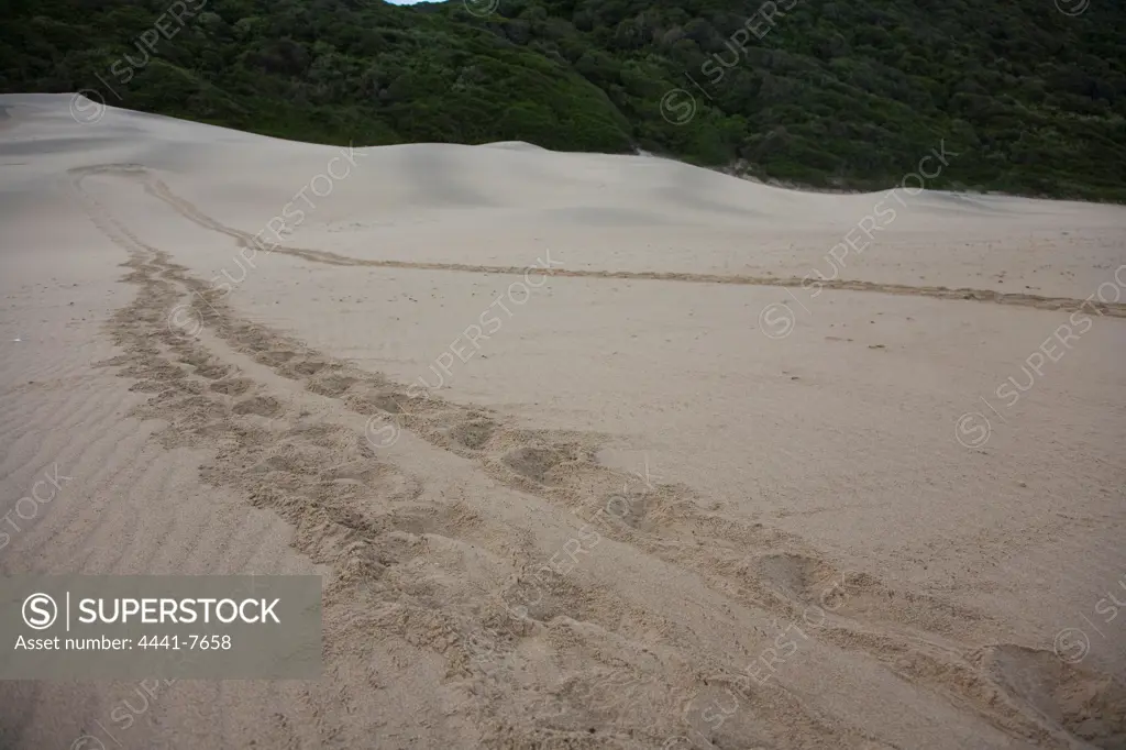 Loggerhead Turtle (Caretta caretta) tracks on beach. Cape Vidal. Isimangaliso Wetlands Park. KwaZulu Natal. South Africa