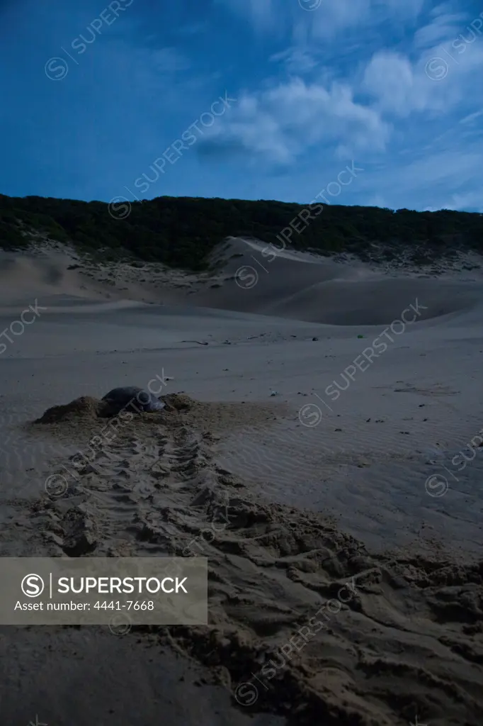 Loggerhead Turtle (Caretta caretta) nesting on beach. Cape Vidal. Isimangaliso Wetlands Park. KwaZulu Natal. South Africa