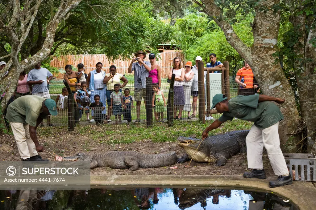 Feeding time at the KwaZulu Natal Wildlife Crocodile Centre. Isimangaliso Wetland Park (Greater St Lucia Wetland Park). KwaZulu Natal. South Africa