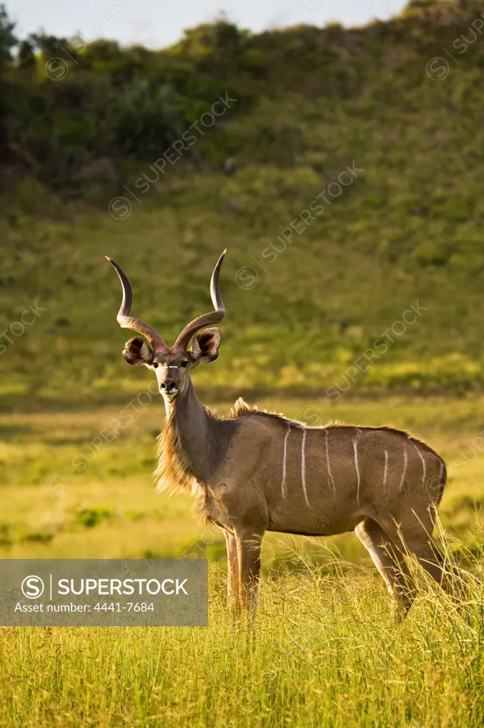 Kudu (Tragelaphus strepsiceros). Isimangaliso Wetlands Park. KwaZulu Natal. South Africa