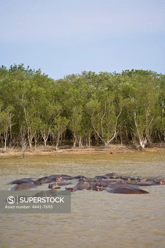 Hippopotamus (Hippopotamus amphibius). Isimangaliso Wetland Park (Greater St Lucia Wetland Park). KwaZulu Natal. South Africa