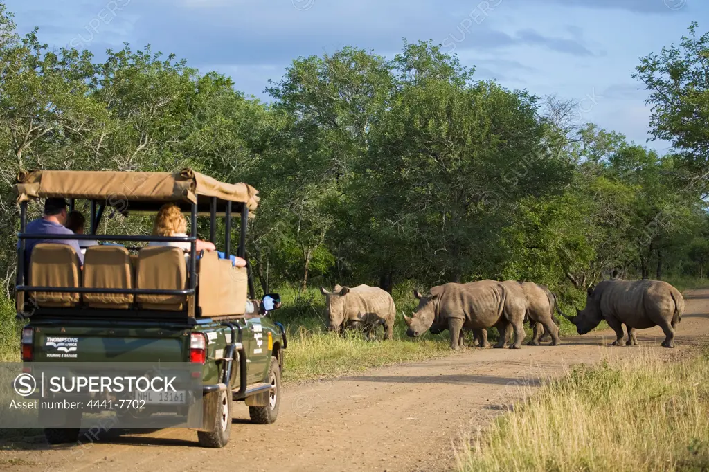 Tourists on Game Drive looking at White Rhinoceros or Square-lipped Rhinoceros (Ceratotherium simum). Hluhluwe iMfolozi Park. KwaZulu Natal. South Africa