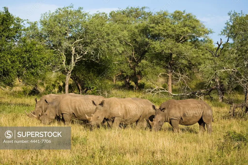 White Rhinoceros or Square-lipped Rhinoceros (Ceratotherium simum). Hluhluwe iMfolozi Park. KwaZulu NAtal. South Africa
