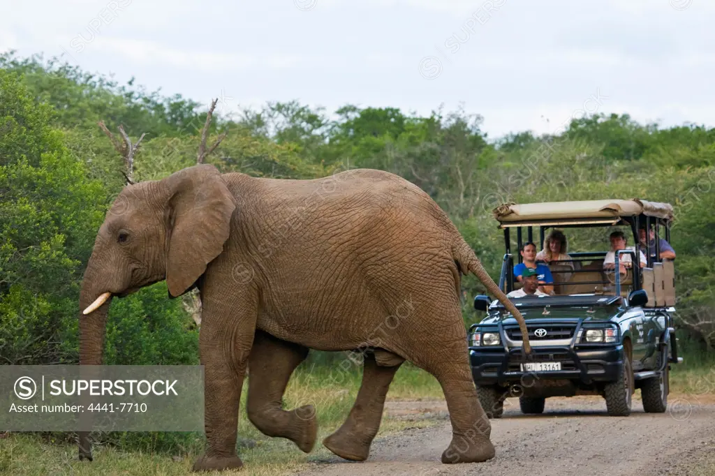 Tourists on Game Drive looking at African Elephant (Loxodonta africana). Hluhluwe iMfolozi Park. KwaZulu Natal. South Africa