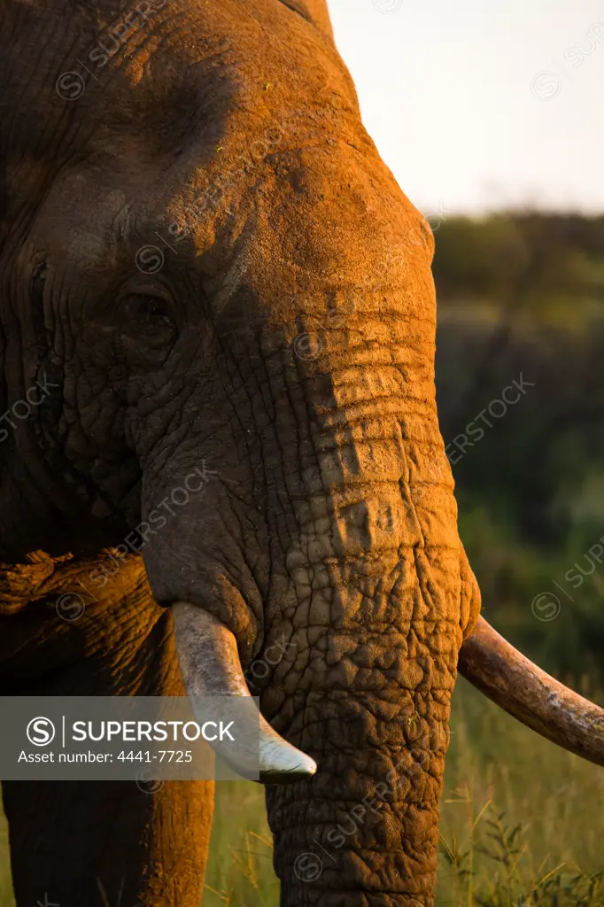 African Elephant (Loxodonta africana). Madikwe Game Reserve. North West Province. South Africa