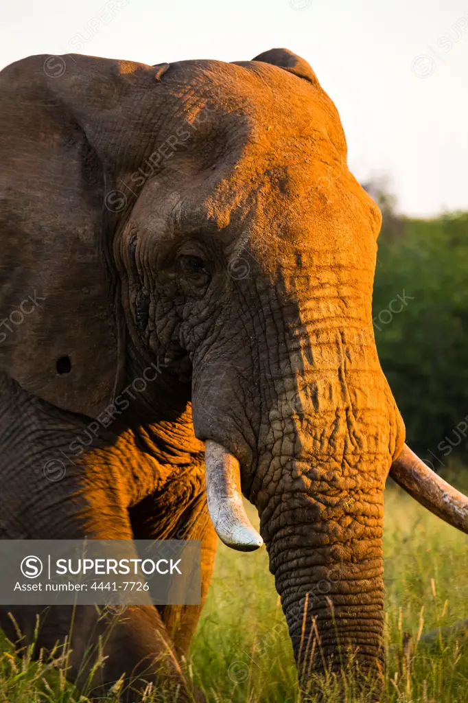 African Elephant (Loxodonta africana). Madikwe Game Reserve. North West Province. South Africa