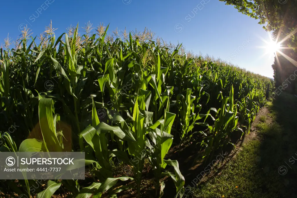 Maize (mielie) fields. Karkloof. KwaZulu Natal. South Africa