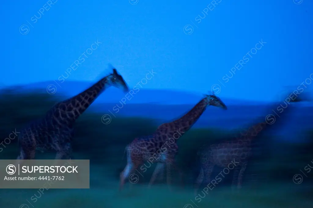 Giraffe Giraffa Camelopardalis}. Madikwe Game Reserve. North West Province. South Africa