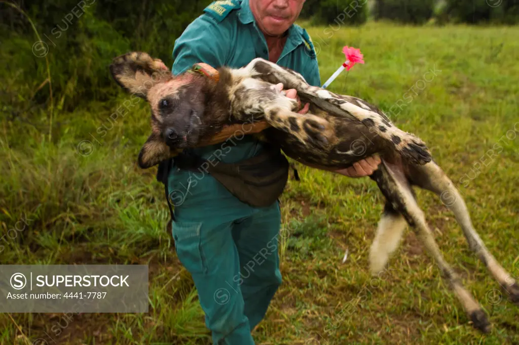 Wild Dog (Lycaon pictus) capture and translocation. Pilanesberg Game Reserve. North West Province. South Africa