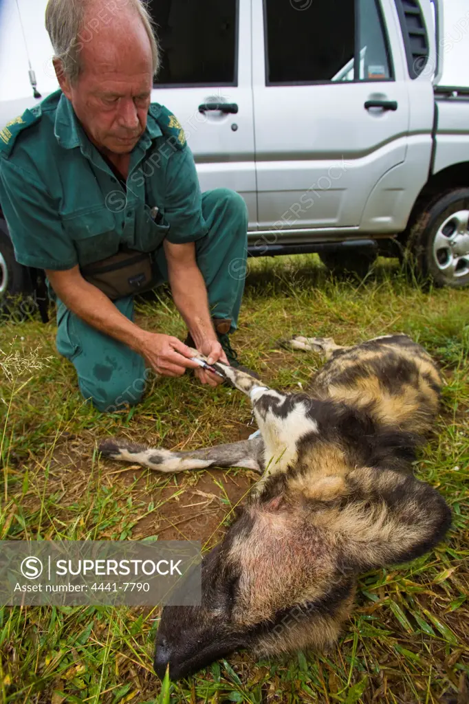 Wild Dog (Lycaon pictus) capture and translocation. Pilanesberg Game Reserve. North West Province. South Africa