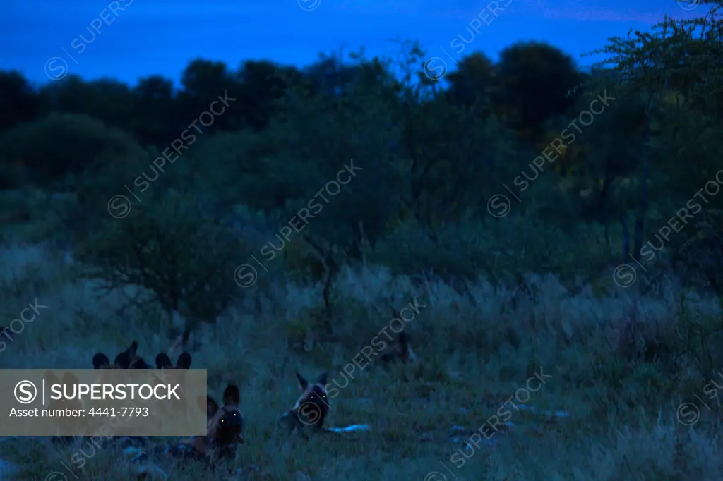 Wild Dogs (Lycaon pictus). Madikwe Game Reserve. North West Province. South Africa