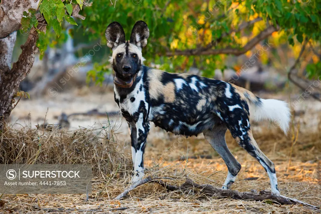 Wild Dog (Lycaon pictus). Northern Tuli Game Reserve.  Botswana