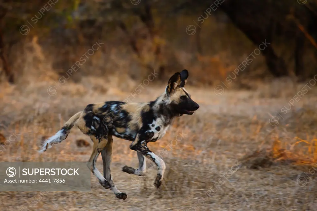 Wild Dog (Lycaon pictus). Northern Tuli Game Reserve.  Botswana