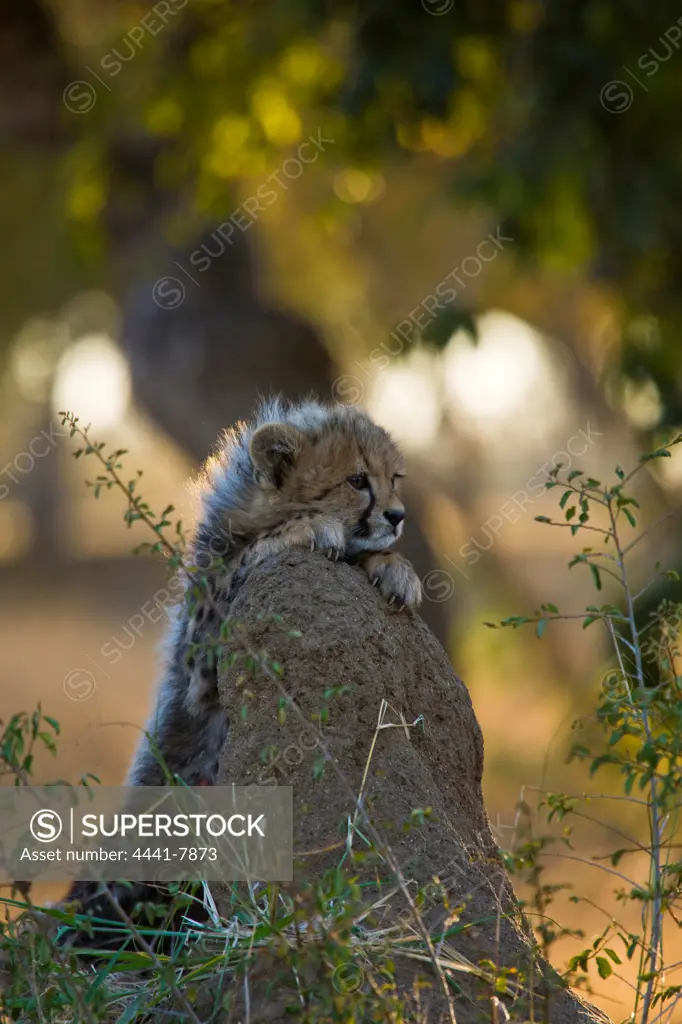 Cheetah (Acinonyx jubatus)). Hoedspruit Conservation Centre. Hoedspruit. Limpopo Province. South Africa