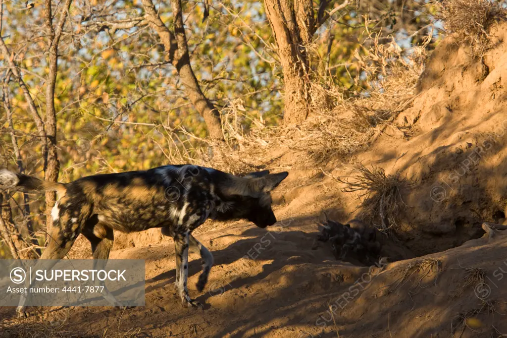 Wild Dog (Lycaon pictus). Hoedspruit Conservation Centre. Hoedspruit. Limpopo Province. South Africa