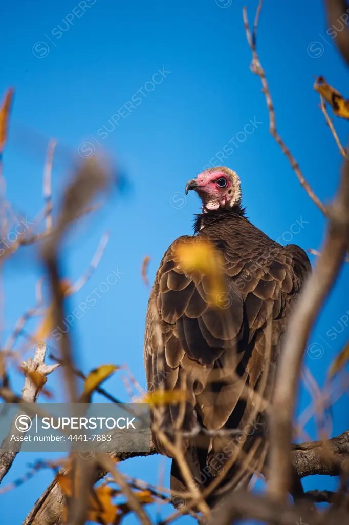 Hooded Vulture (Necrosyrtes monachus). Hoedspruit Conservation Centre. Hoedspruit. Limpopo Province. South Africa