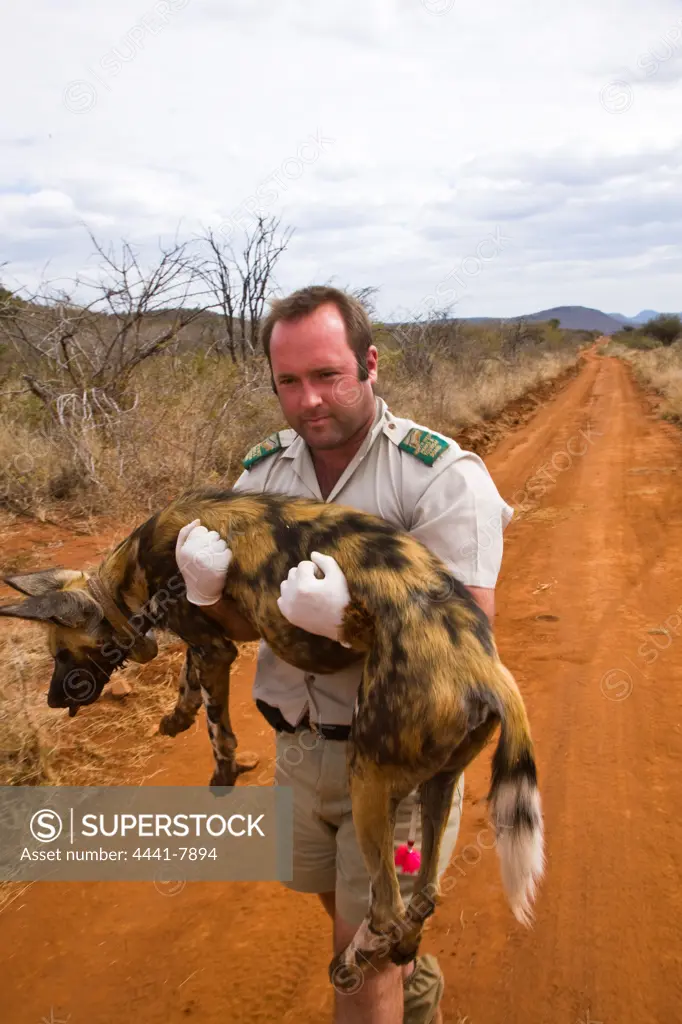 Wild Dog (Lycaon pictus) capture with Declan Hofmeyr. Madikwe Game Reserve. North West Province. South Africa