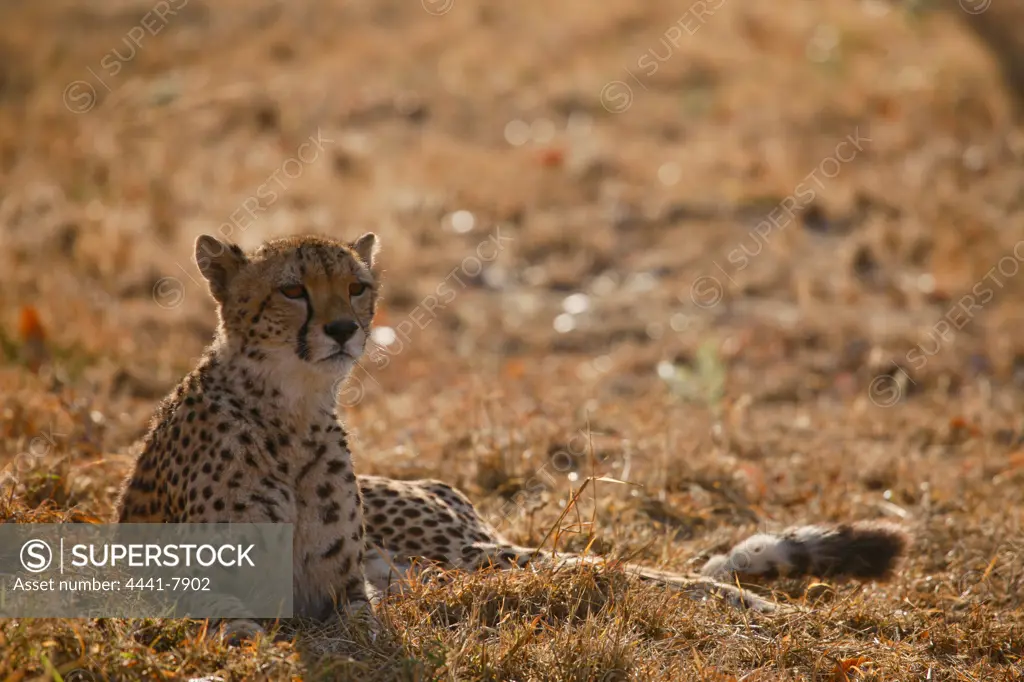 Cheetah (Acinonyx jubatus)). Hoedspruit Conservation Centre. Hoedspruit. Limpopo Province. South Africa
