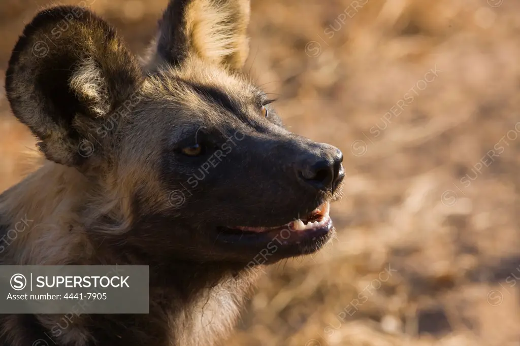 Wild Dog (Lycaon pictus). Hoedspruit Conservation Centre. Hoedspruit. Limpopo Province. South Africa