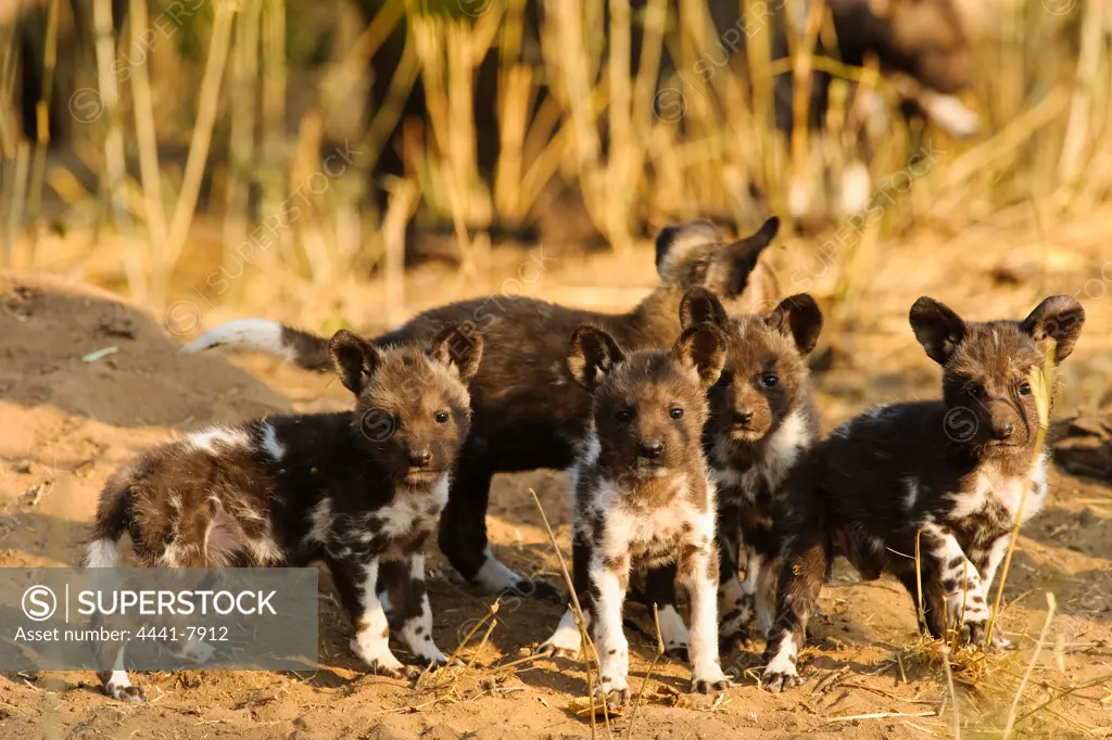 Wild Dog (Lycaon pictus) puppies. Northern Tuli Game Reserve.  Botswana