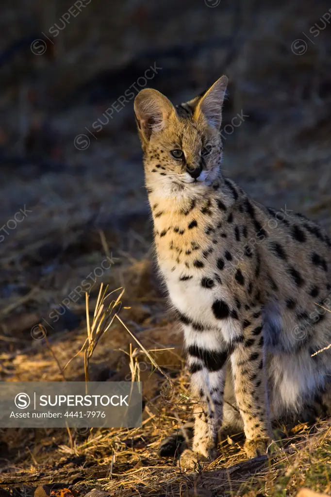 Serval ( Felis serval). Nitani Game Reserve. Northern Tuli Game Reserve.  Botswana