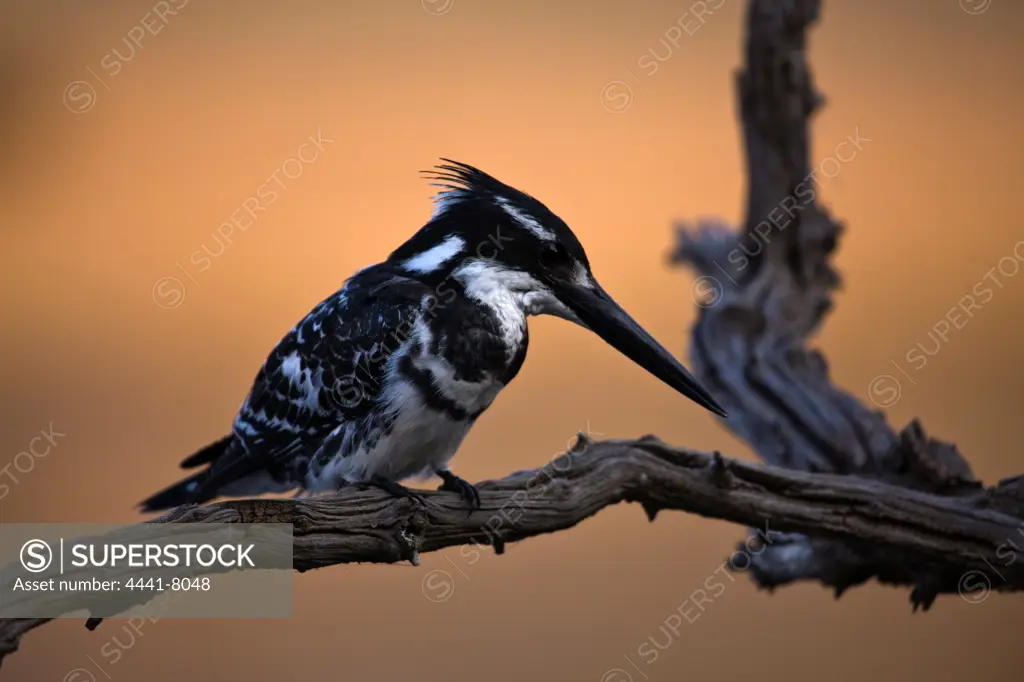 Pied Kingfisher (Ceryle rudis). Pilanesberg Game Reserve. North West Province. South Africa