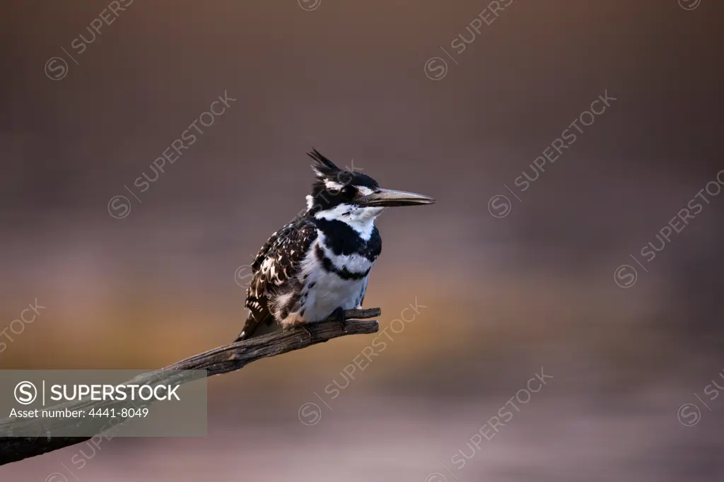 Pied Kingfisher (Ceryle rudis). Pilanesberg Game Reserve. North West Province. South Africa