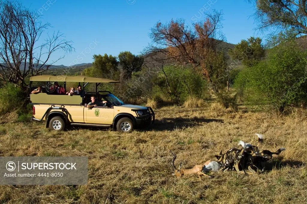 Tourists on game drive watching Wild Dog (Lycaon pictus) feeding on an Impala Aepyceros malampus}. Pilanesberg Game Reserve. North West Province. South Africa