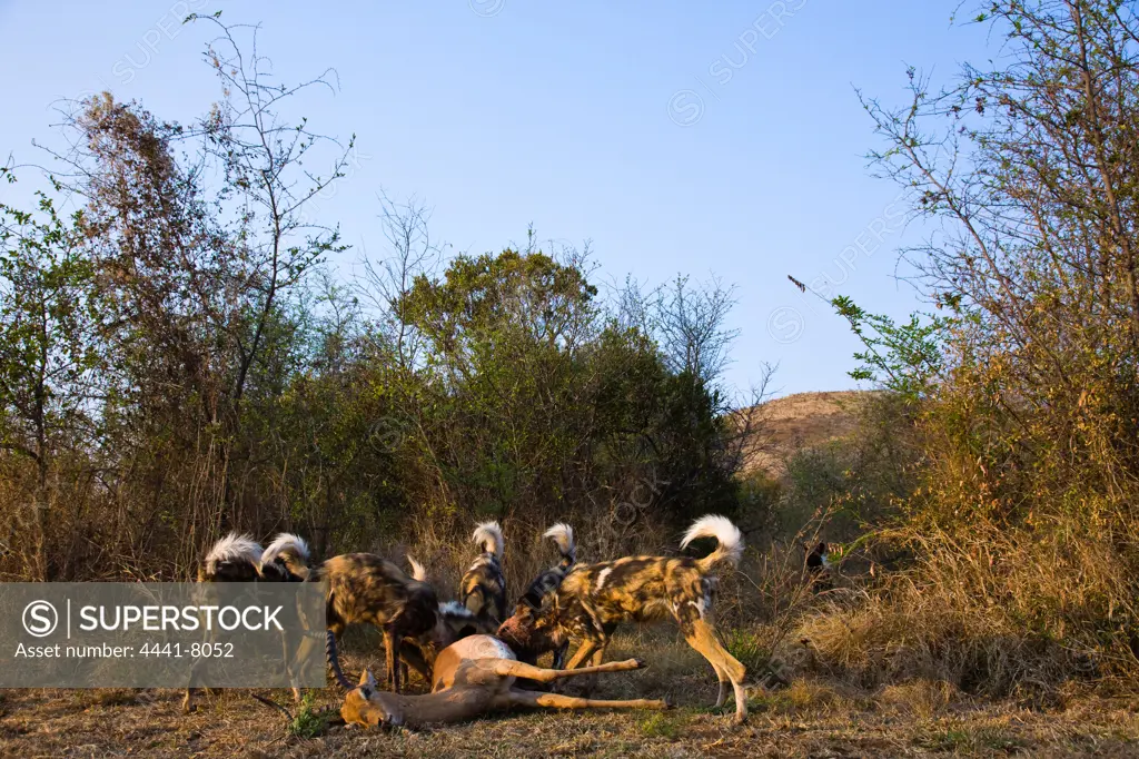 Wild Dog (Lycaon pictus) feeding on an Impala Aepyceros malampus}. Pilanesberg Game Reserve. North West Province. South Africa