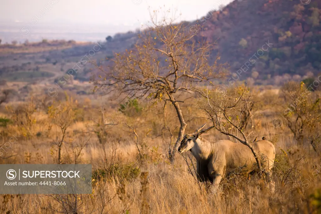 Eland (Taurotragus oryx). Pilanesberg Game Reserve. North West  Province. South Africa