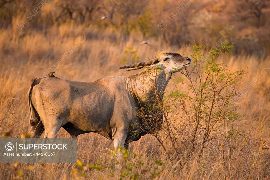 Eland (Taurotragus oryx). Pilanesberg Game Reserve. North West  Province. South Africa