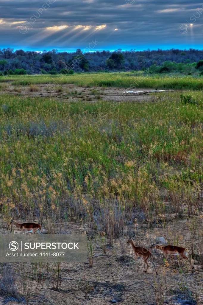 Sabi River. Kruger National Park. Mpumalanga. South Africa