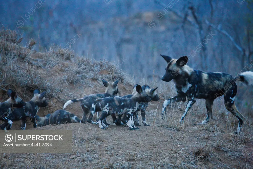 Wild Dog Lycaon Pictus}. Manyeleti Game Reserve. Limpopo Province. South Africa