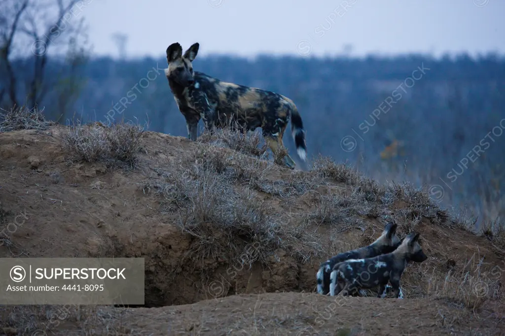 Wild Dog Lycaon Pictus}. Manyeleti Game Reserve. Limpopo Province. South Africa