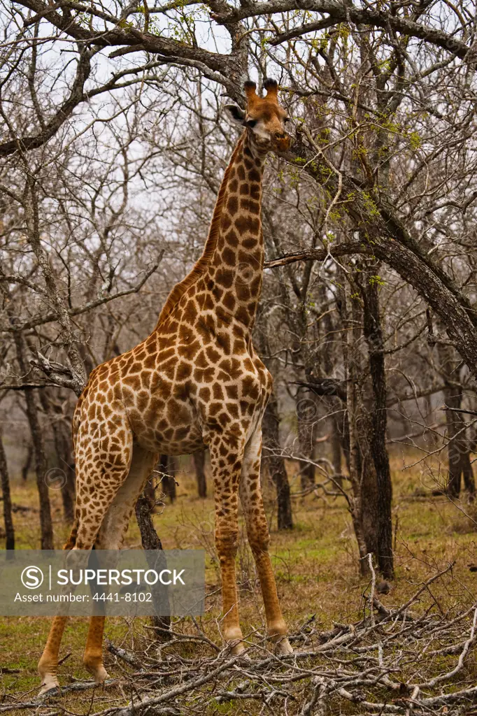 Giraffe Giraffa Camelopardalis}. Hluhluwe iMfolozi Park. KwaZulu Natal. South Africa