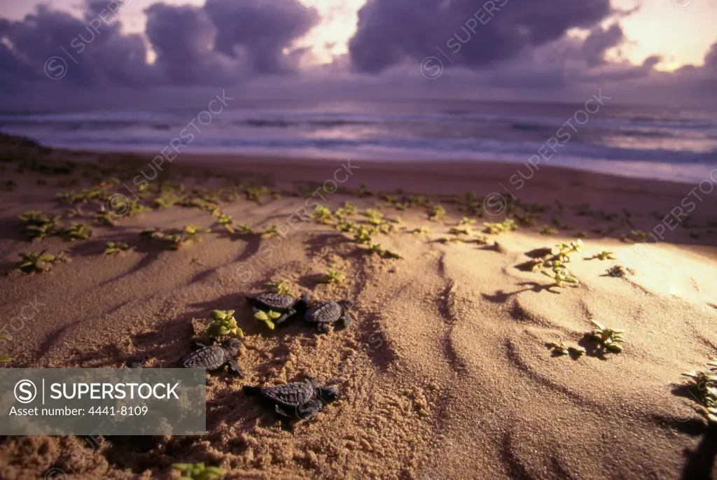 Loggerhead Sea Turtle (Caretta caretta) Hatchlings. Maputaland. KwaZulu-Natal. South Africa