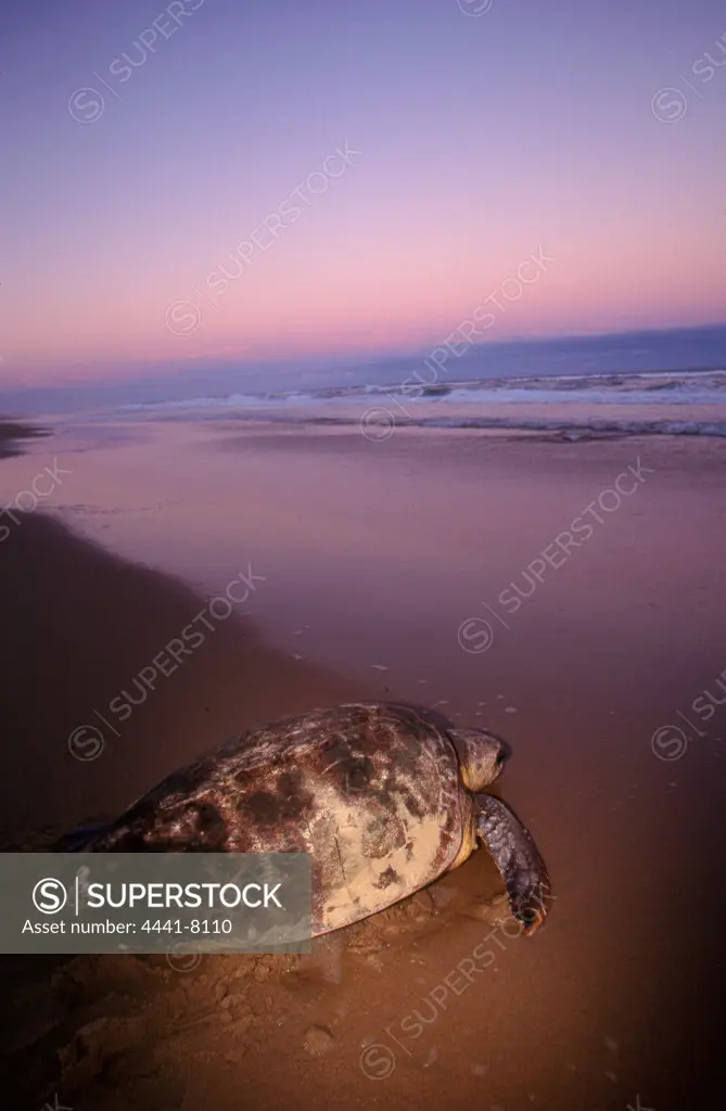 Loggerhead Sea Turtle (Caretta caretta). Maputaland. KwaZulu-Natal. South Africa