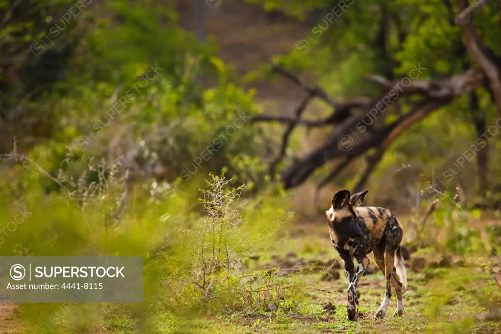 Wild Dog (Lycaon pictus). Hluhluwe iMfolozi Park. KwaZulu Natal. South Africa