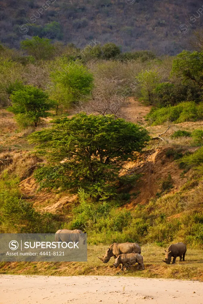 White Rhinoceros or Square-lipped Rhinoceros (Ceratotherium simum). Hluhluwe iMfolozi Park. KwaZulu NAtal. South Africa
