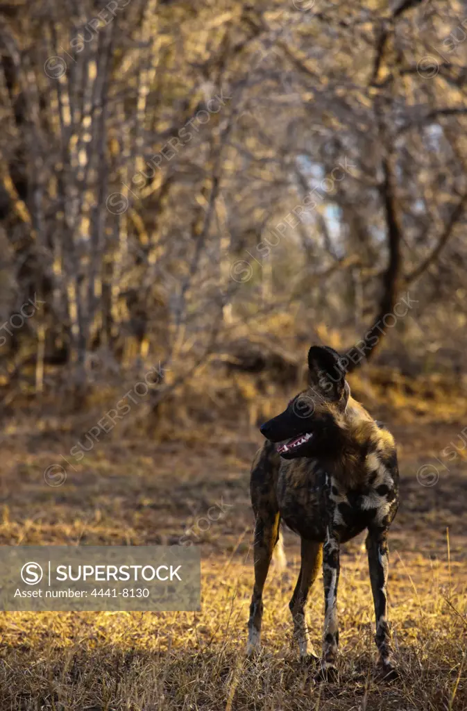 Wild Dog (Lycaon pictus). Hluhluwe iMfolozi Park. KwaZulu Natal. South Africa