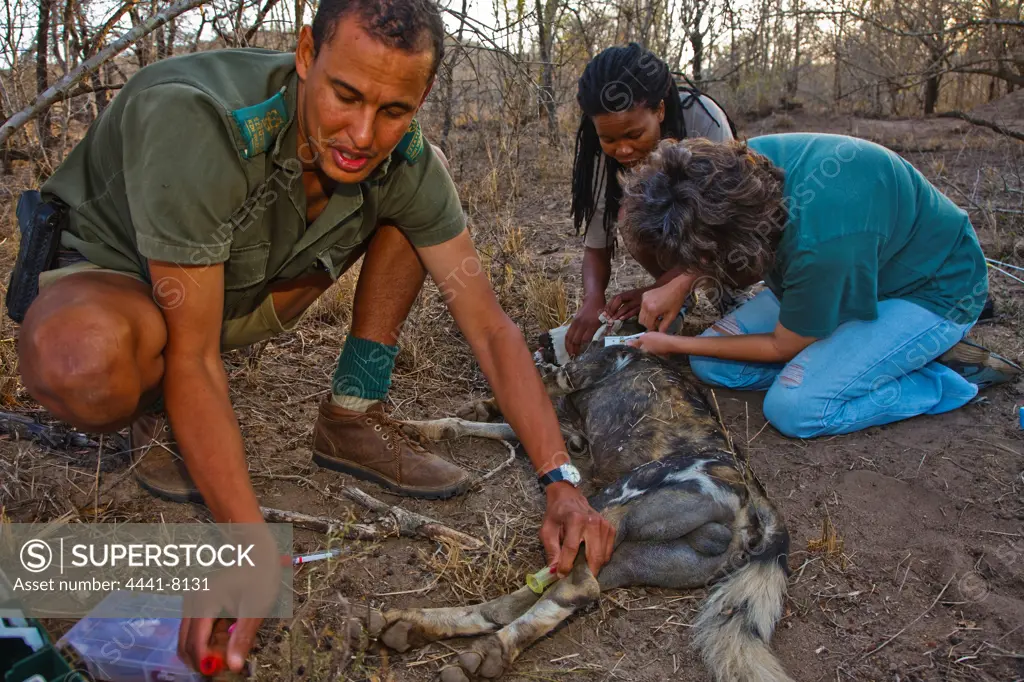 Researchers attaching a tracking collar to a Wild Dog (Lycaon pictus). Hluhluwe iMfolozi Park. KwaZulu Natal. South Africa