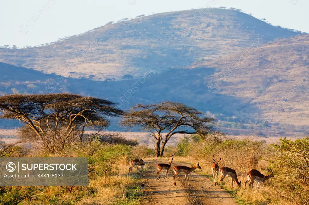 Impala Aepyceros malampus}. Hluhluwe iMfolozi Park. KwaZulu Natal. South Africa