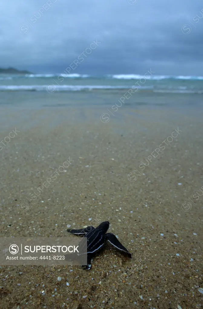 Leatherback turtle (Dermochelys coriacea) hatchling on its way to the sea. Sodwana Bay National Park. KwaZulu-Natal. South Africa.