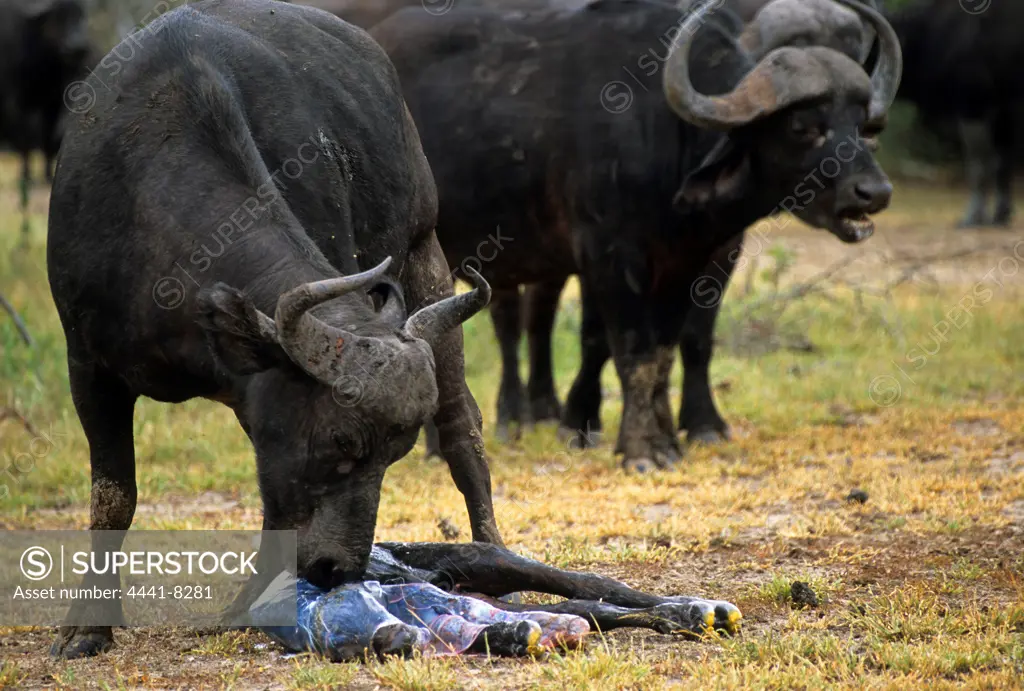Buffalo. Syncerus Caffer. Cow cleaning newly born calf. MalaMala Game Reserve. Mpumalanga. South Africa.