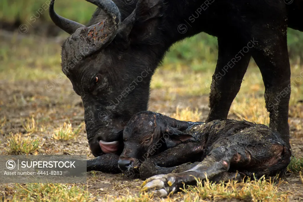Buffalo. Syncerus Caffer. Cow cleaning newly born calf. MalaMala Game Reserve. Mpumalanga. South Africa.