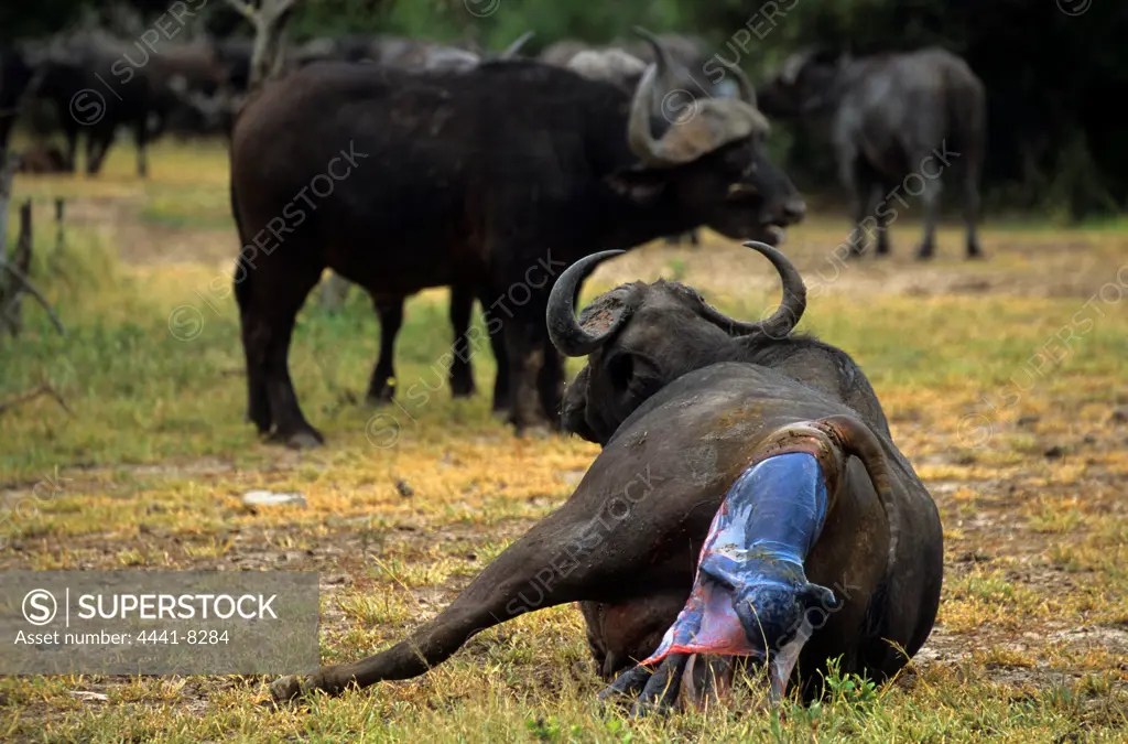 Buffalo. Syncerus caffer. Cow giving birth. MalaMala Game Reserve. Mpumalanga. South Africa.