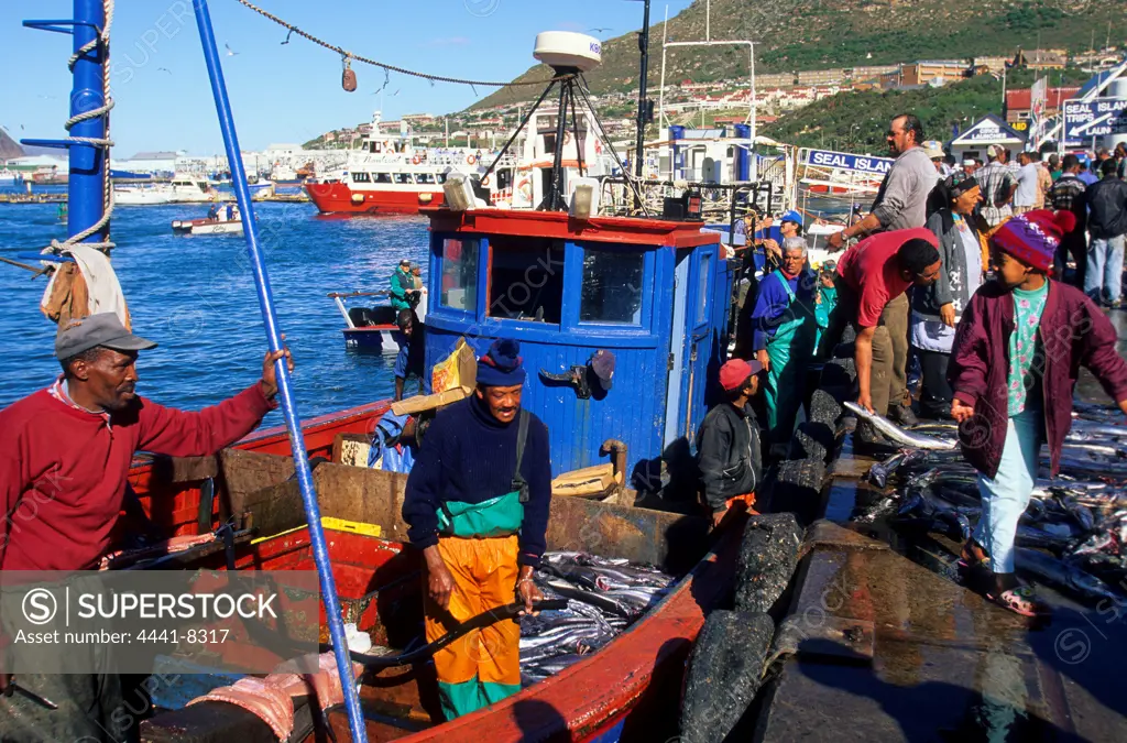 Fishing Boats. Offloading Snoek (type of fish). Hout Bay. Western Cape. South Africa.