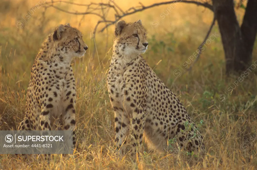 Cheetah cubs (Acinonyx jubatus). Portrait. MalaMala Game Reserve. Mpumalanga. South Africa.